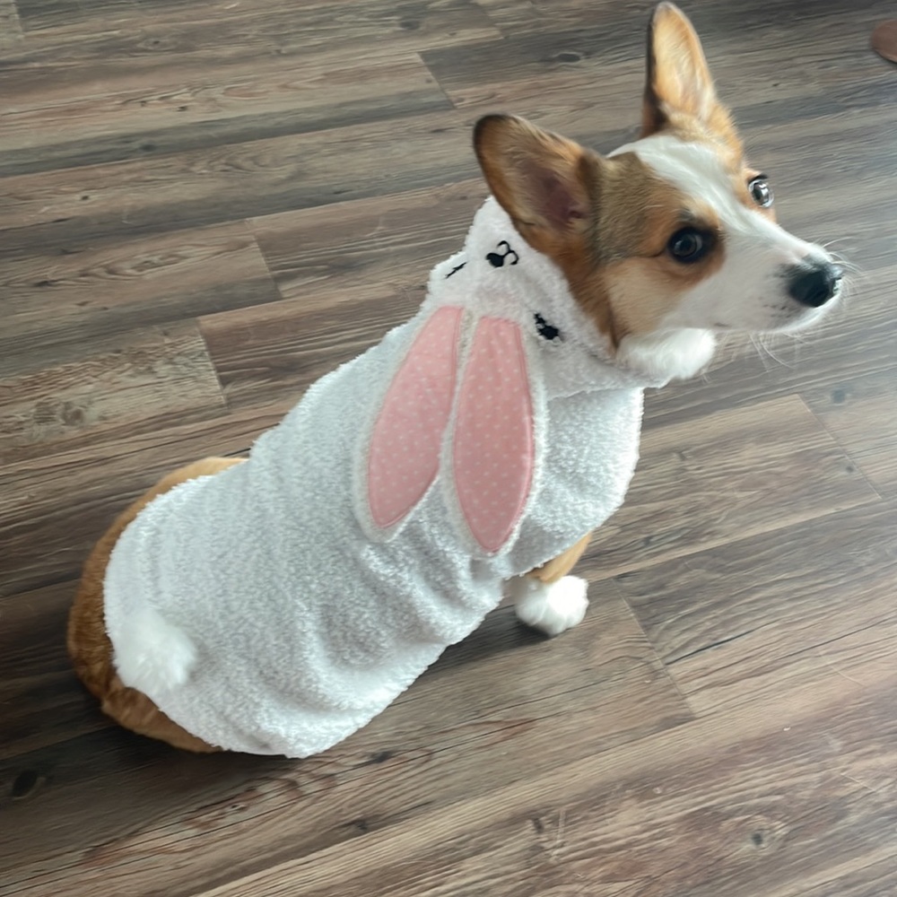 Dog Bunny Costume